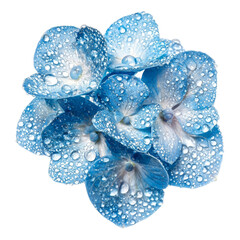 Poster - Blue hydrangea flowers with water droplets create refreshing and vibrant display. delicate petals glisten, showcasing their beauty and freshness