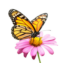 Poster - vibrant butterfly perched on pink flower, showcasing its striking orange and black wings. This beautiful scene captures essence of nature delicate balance