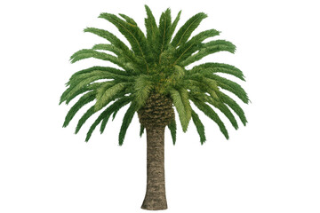 Poster - Photorealistic 3d-rendered date palm tree, transparent backdrop, ideal for architectural rendering and graphic design purposes