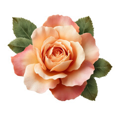 Poster - beautiful peach rose with delicate petals and green leaves, symbolizing love and elegance. This floral arrangement adds touch of nature beauty to any setting