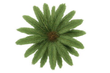 Poster - Lush green palm tree viewed from directly above, isolated on a transparent background, perfect for architectural visualization or tropical design projects