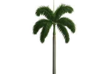Poster - Realistic 3d green palm tree rendering, standing isolated against transparent backdrop, showcasing tropical vegetation detail