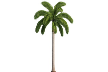 Poster - Photorealistic 3d palm tree rendering, isolated on transparent backdrop, supporting architectural visualization and tropical design concepts