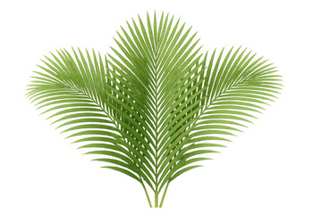 Poster - Green palm leaves layering with tropical vibrancy, isolated on transparent background, perfect for design compositions