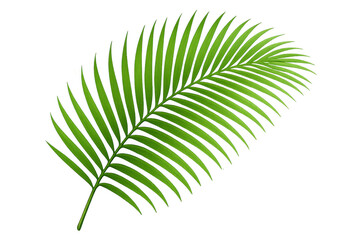 Poster - Verdant palm frond silhouetted against transparent backdrop, conveying minimalist tropical sophistication for graphic design elements