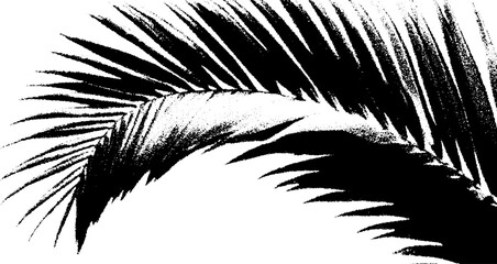 Poster - High contrast black and white abstract of palm leaf design for artistic decor