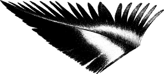 Aufkleber - High contrast black and white peacock feather fragment design for artistic projects