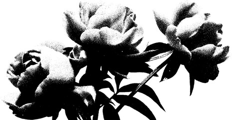 Aufkleber - Black and white high contrast abstract peony bouquet for artistic design