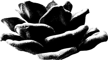 Aufkleber - High contrast black and white pine cone closeup for nature design
