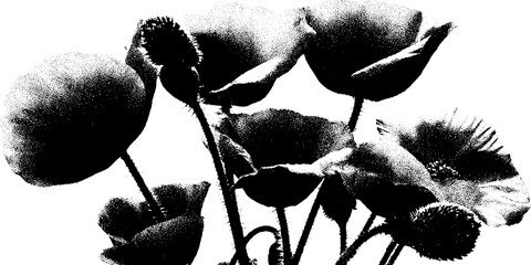 Poster - High contrast black and white poppy cluster - abstract botanical art