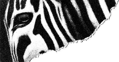 Poster - Psychedelic zebra design with high contrast black and white stripes