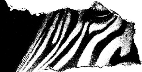 Poster - Psychedelic zebra stripes in high contrast black and white