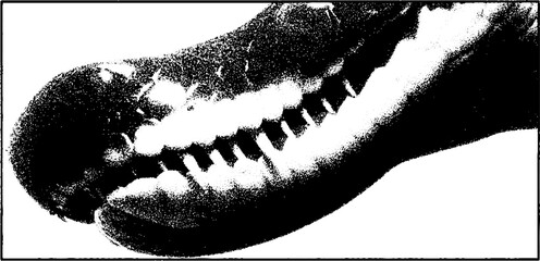 Aufkleber - High contrast black and white close-up of reptile scales