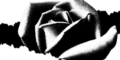 Poster - High contrast black and white severed rose stem art for print design