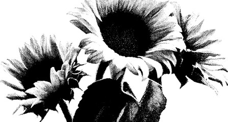 Poster - High contrast black and white sunflower bouquet art for decoration and print design
