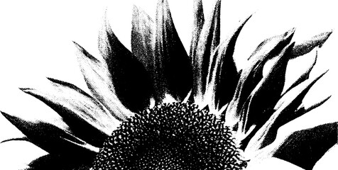 Poster - High contrast black and white sunflower bouquet art for artistic designs