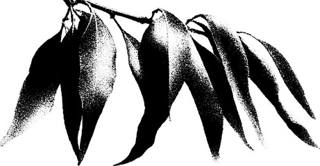 Poster - High contrast black and white weeping willow leaves in twilight