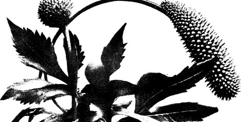 Poster - Black and white high contrast wildflower wreath design for art and prints
