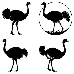 Poster - Four ostrich silhouettes in various poses and styles on a white background vector illustration