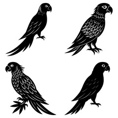 Poster - Collection of four black silhouette parrot illustrations in various poses and feather details