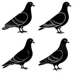 Poster - Four black pigeons in various poses with detailed wing feather patterns against a white background design