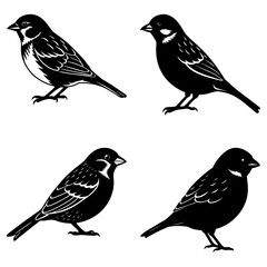 Poster - Four black and white bird illustrations in various poses on a white background image vector art
