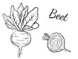 © Nataliya Pokrovska - Beet root vegetable with leaves whole and half sliced in black brush stroke texture isolated on white. Hand drawn vector sketch illustration in vintage charcoal ink. Soup ingredient, farm