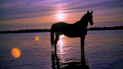 Wall Mural - majestic horse silhouette standing motionless in glowing lakeside sunset, casting serene reflection 