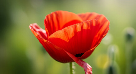 Poster - Close-up of red poppy flower, delicate petals, vibrant color, showcasing natural beauty and fragility, representing summer, nature, life