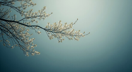 Poster - Blooming branch against a teal sky, showcasing delicate white flowers and slender branches, symbolizing spring, renewal, and serenity
