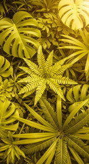 Aufkleber - Dense array of yellow-green tropical foliage, featuring monstera, fern, and palm leaves, creating a lush, vibrant texture suggestive of a jungle or rainforest environment