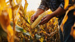 © Supawit - Farmer carefully picking corn from a tall stalk, fresh and golden ears ready for harvest, high-resolution sustainable agriculture photography —ar 16:9