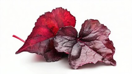 Poster - Close-up view of two leaves on a white background