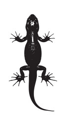 Wall Mural - Salamanders silhouette isolated in White background