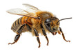 © TAMER YILMAZ - Close-up of a bee with semi-transparent wings and fine hairs, isolated on a transparent background.