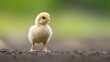 © ProtonemA - Fluffy yellow chick stands on soil, blurred green background