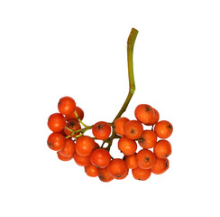 Wall Mural - cluster of autumn rowanberries isolated on white or transparent background