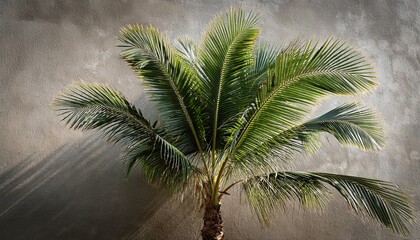 palm tree against a textured background