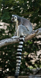 Ring-tailed lemur