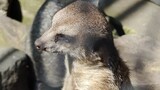 The image shows a meerkat. It stands upright, looking alertly to the side. The sunlight highlights the texture of its gray-brown fur. The background is rocky,
