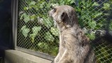 The image shows a meerkat. It stands upright, looking alertly to the side. The sunlight highlights the texture of its gray-brown fur. The background is rocky,