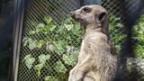The image shows a meerkat. It stands upright, looking alertly to the side. The sunlight highlights the texture of its gray-brown fur. The background is rocky,