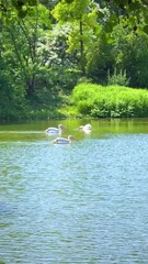 Poster - Three pelicans glide across a peaceful green lake surrounded by lush summer forest