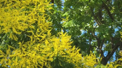 Poster - Bright yellow blossoms of Koelreuteria paniculata tree in summer, dense foliage and flowers
