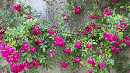 Poster - Bright pink climbing roses blooming along an old cracked wall with a historic plaque on the side