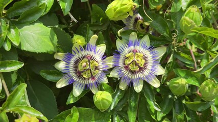 Aufkleber - Two blooming passionflowers with unopened buds on dense green foliage in bright sunlight