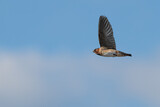 Cliff swallow in flight against a blue sky.