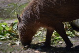 wild boar in the forest in the summer.