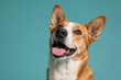 © Galadriel Gesso - Happy Cute Corgi Dog Portrait on a Teal Blue Background