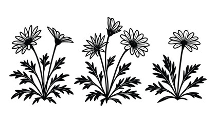 Poster - Three daisies with leaves line art. Floral botanical vector design. Perfect for garden, nature, or floral related projects. Simple design.